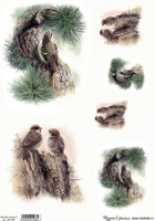 Лесные птицы 2, рисовая карта ДК1006